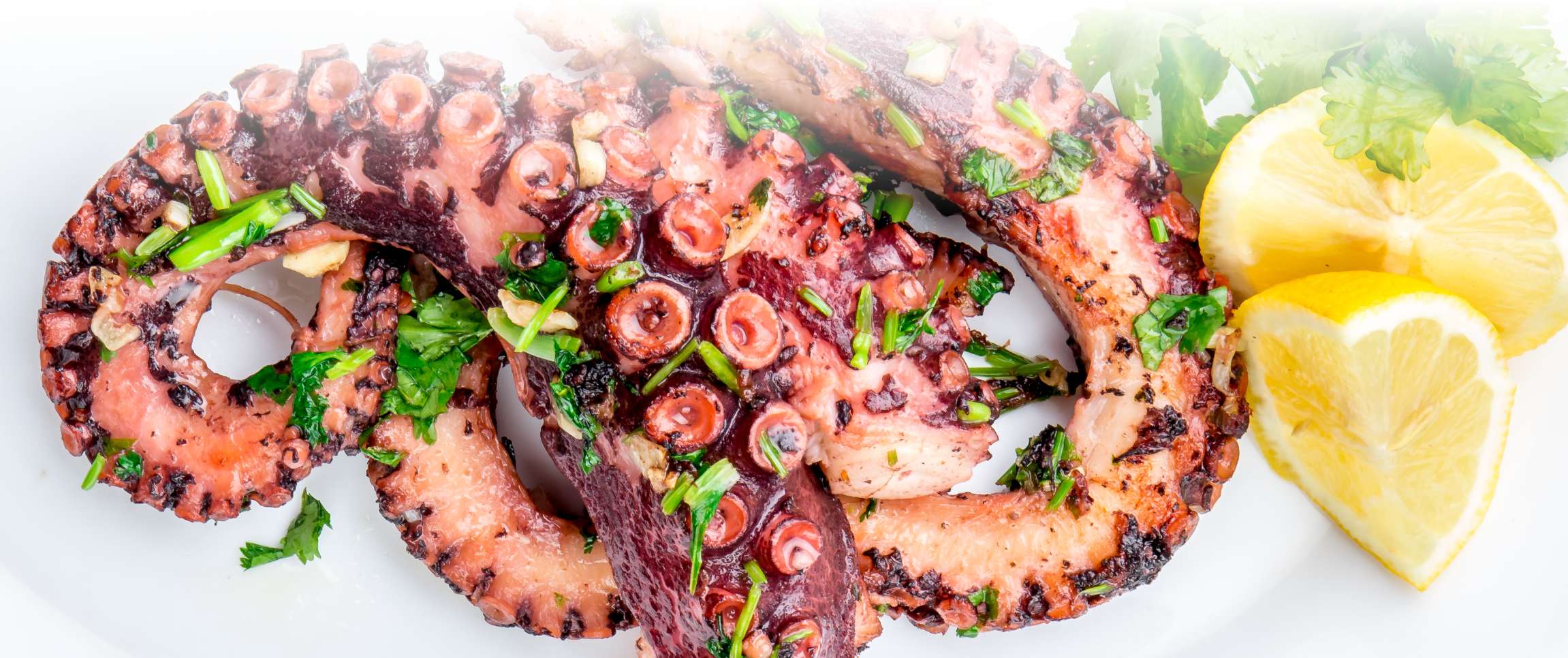 Bay Winds Spanish Octopus