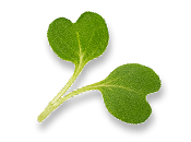 microgreen.png
