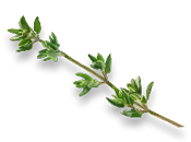 thyme.png