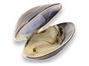 clam.png