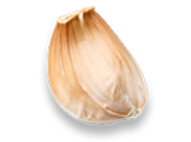 garlic.png