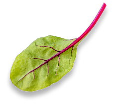 leaf.png
