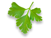 cilantro-leaf.png